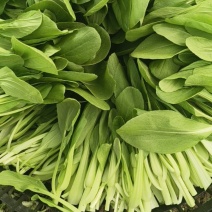 精品鸡毛菜