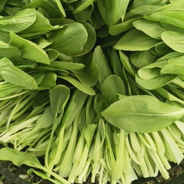 精品鸡毛菜
