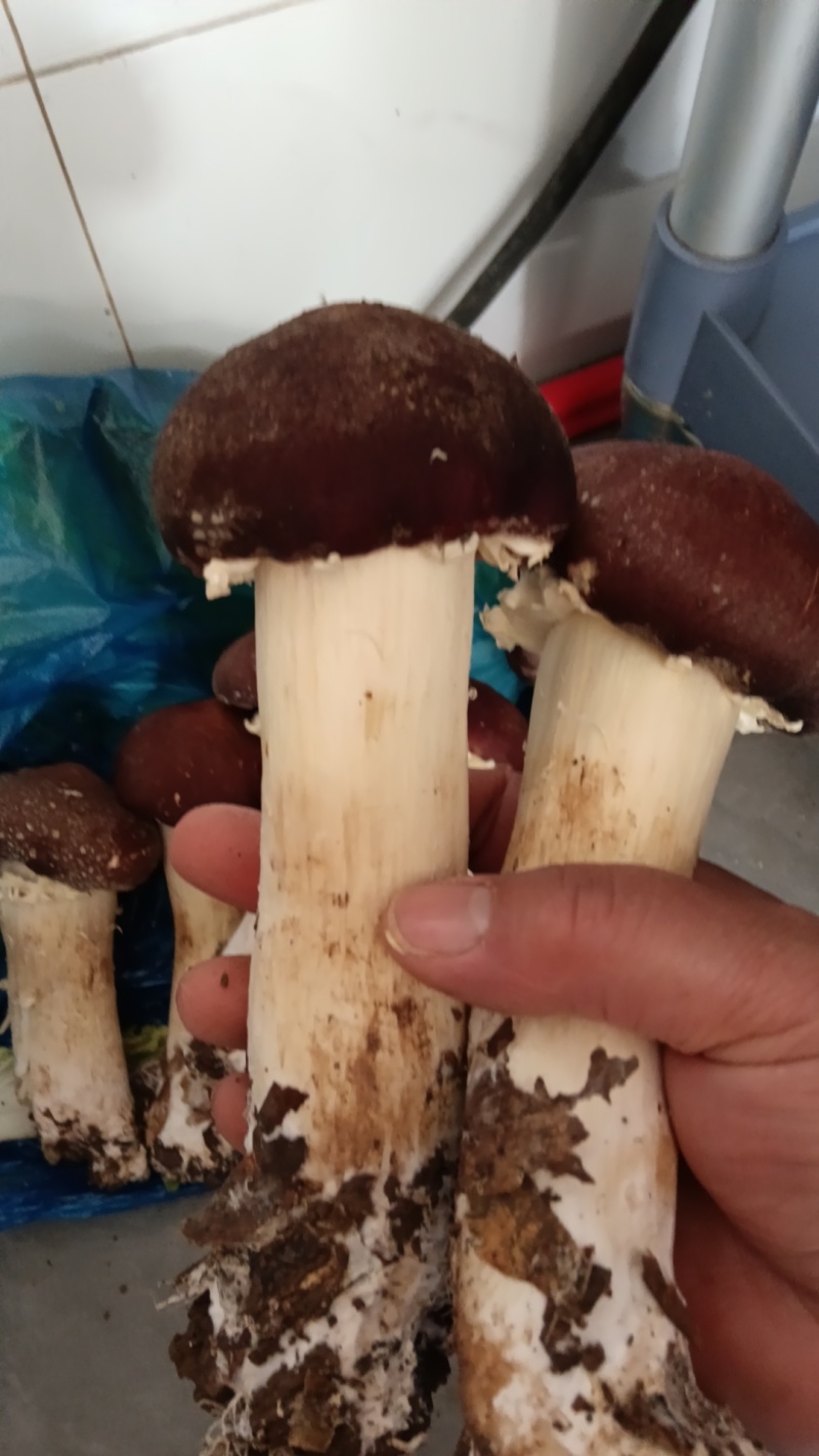 赤松茸