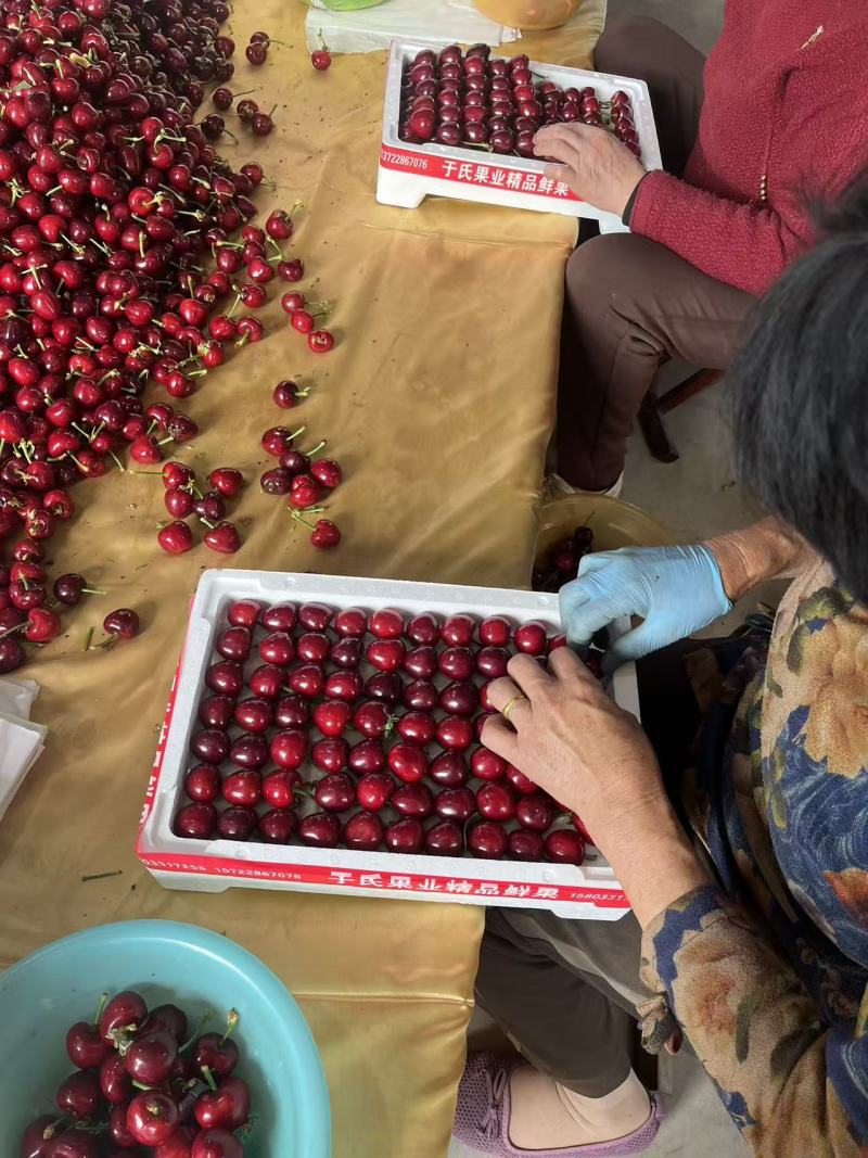 樱桃打包发货现场实拍