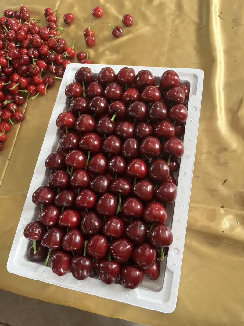 樱桃打包发货现场实拍