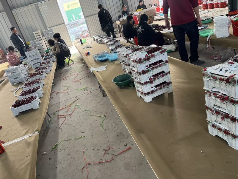 樱桃打包发货现场实拍