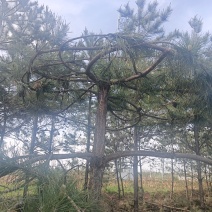 黑松造型松