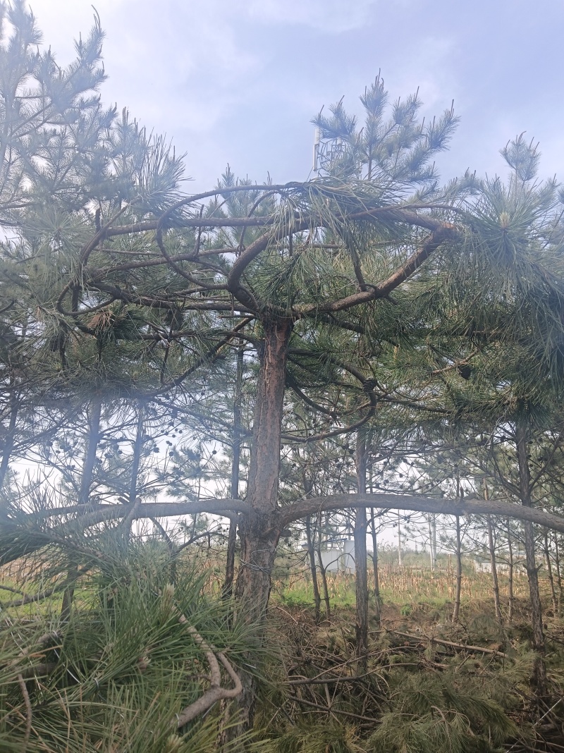 黑松造型松