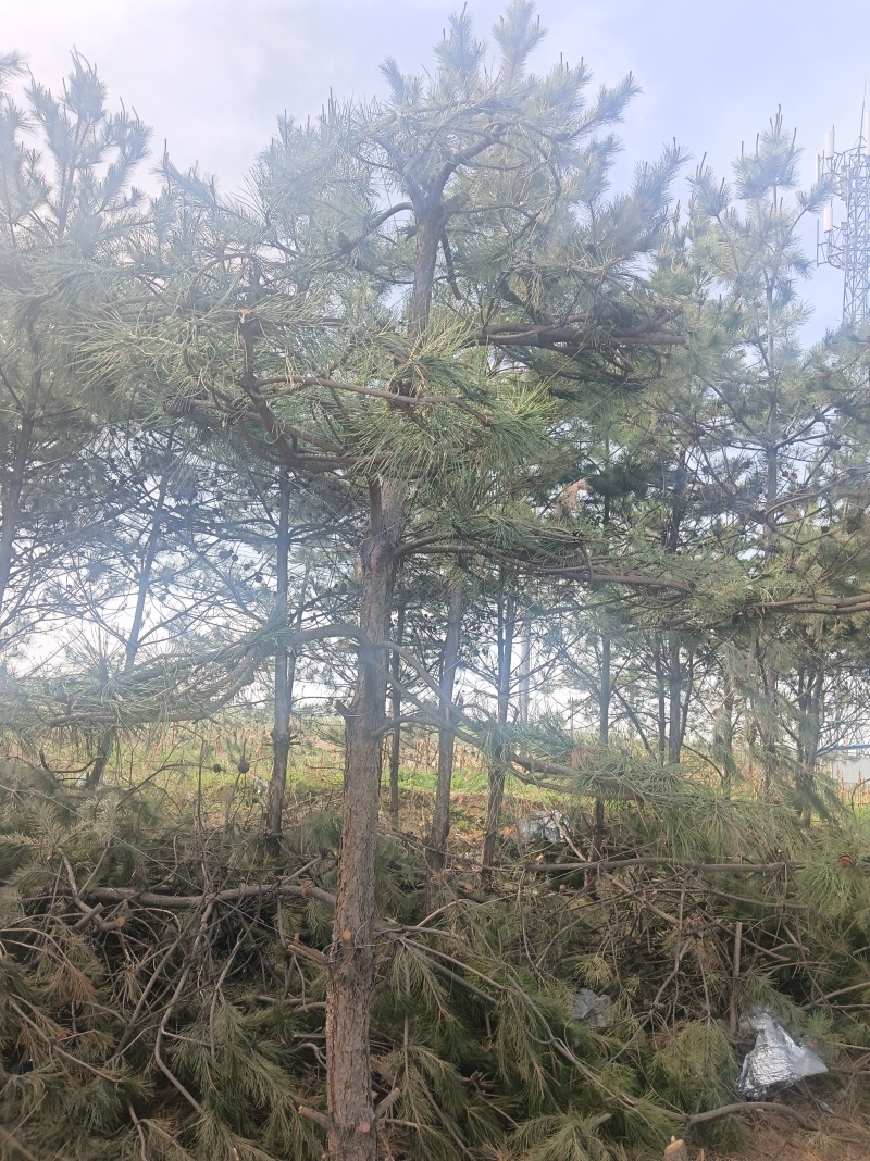 黑松造型松
