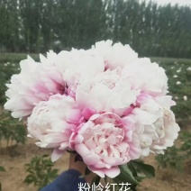 芍药鲜切花