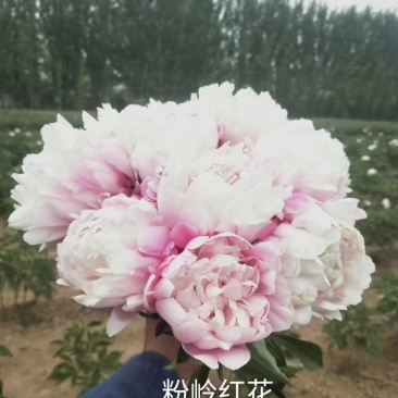芍药鲜切花