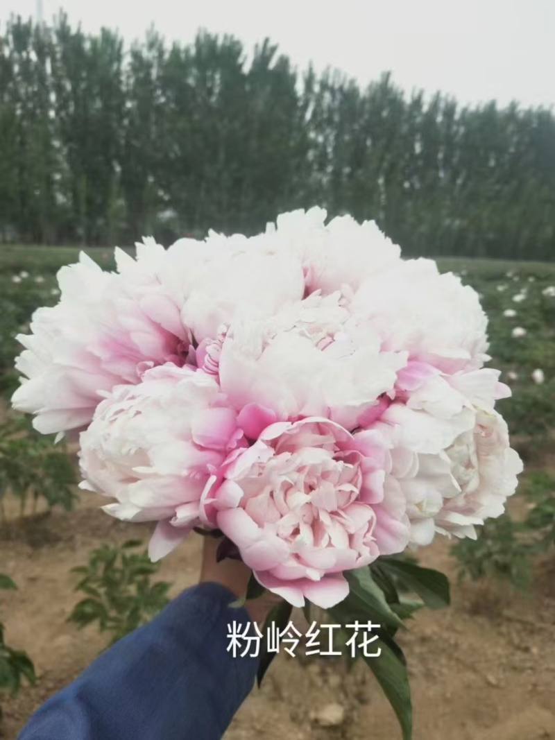 芍药鲜切花