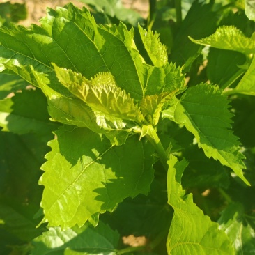 桑芽菜