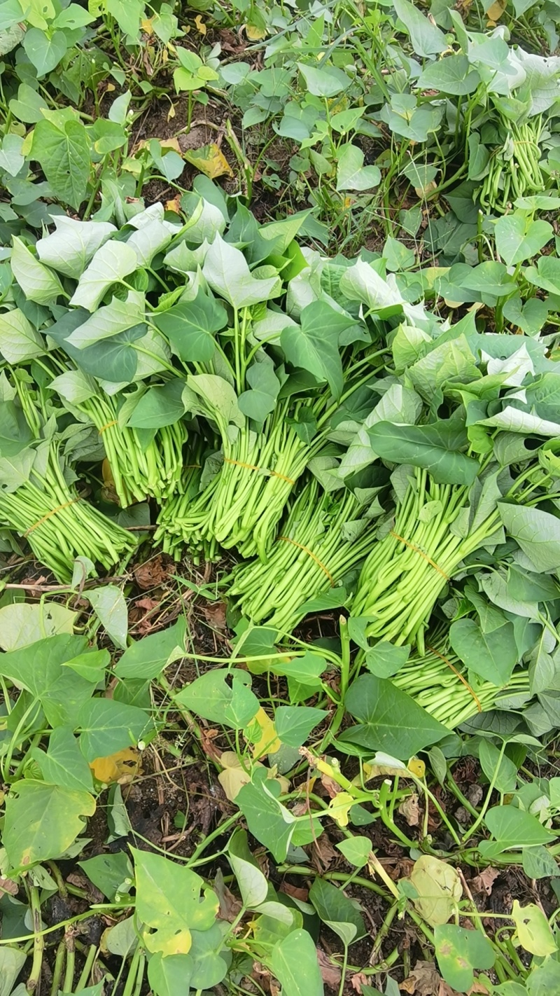 各种叶菜类的都有，价格便宜，质量保证