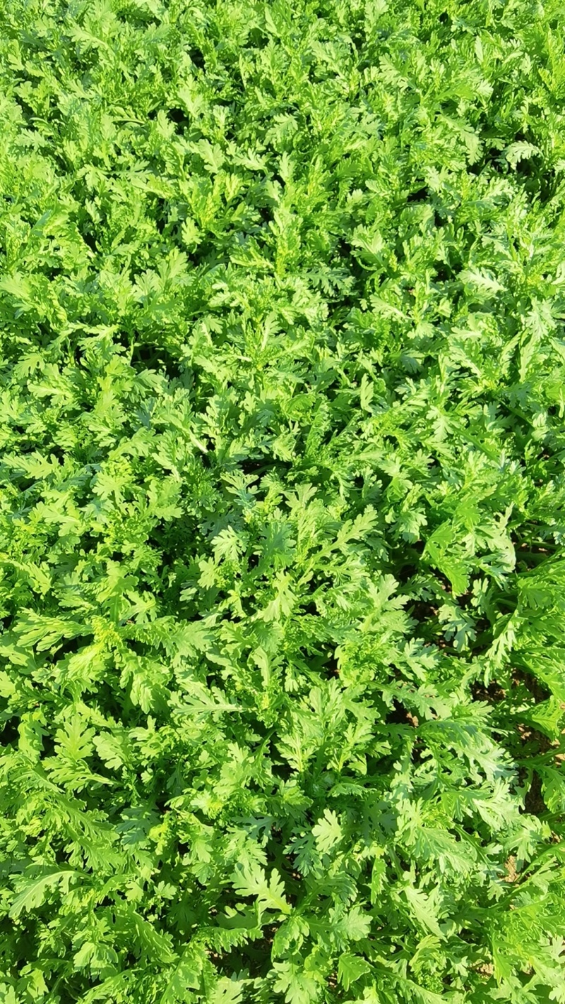 各种叶菜类的都有，价格便宜，质量保证
