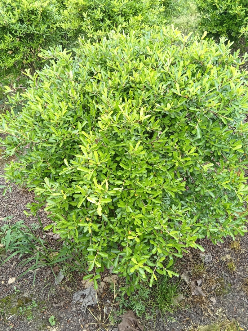 火棘球