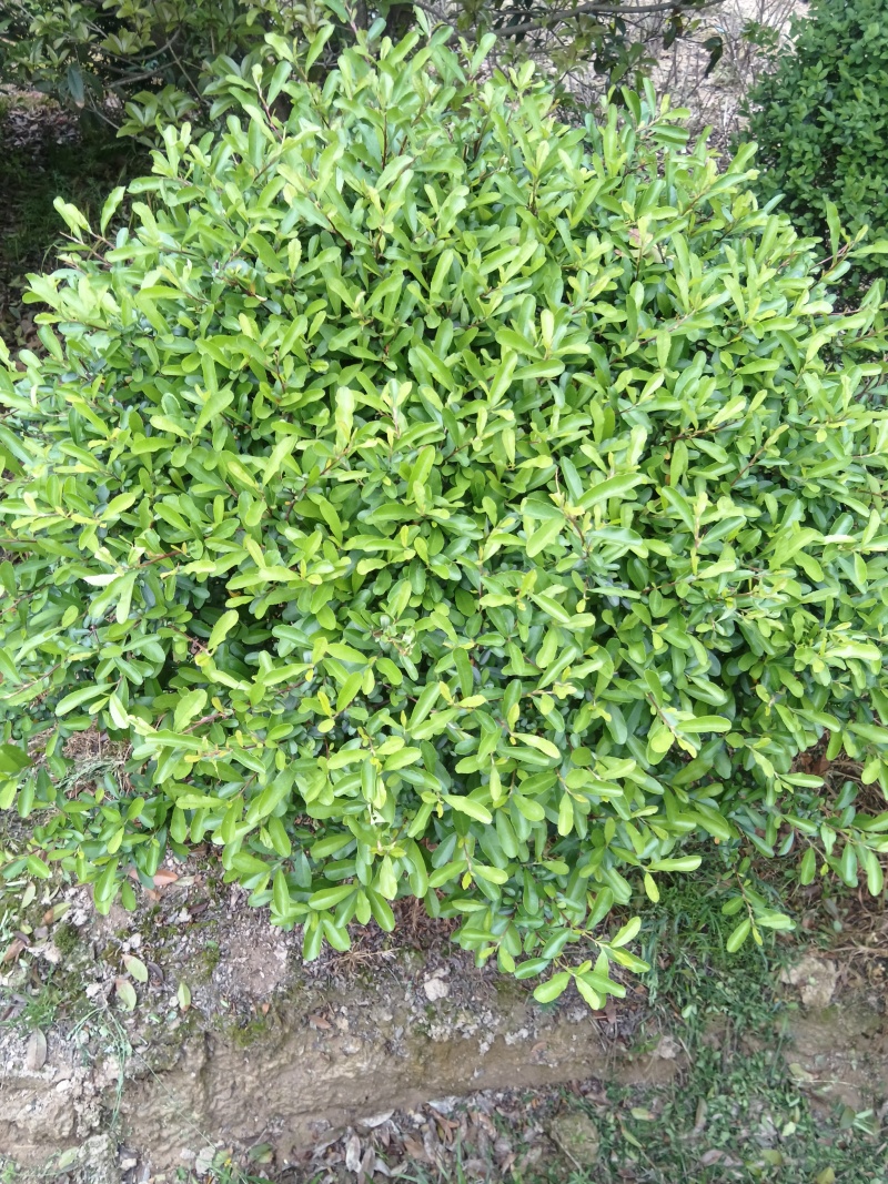 火棘球