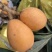 早钟枇杷，精品三月白。