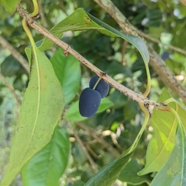 桂花果