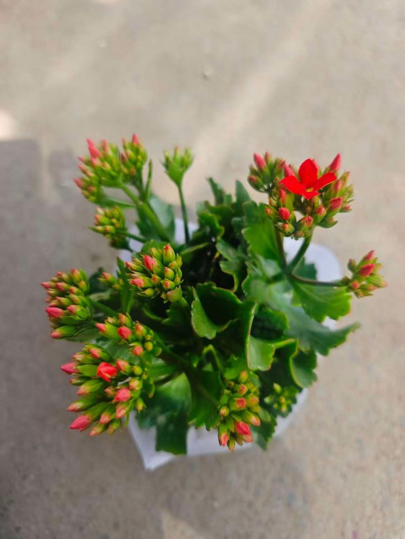 新开棚长寿花，彩虹糖，方迪娜，奶油玫瑰，莱瑞