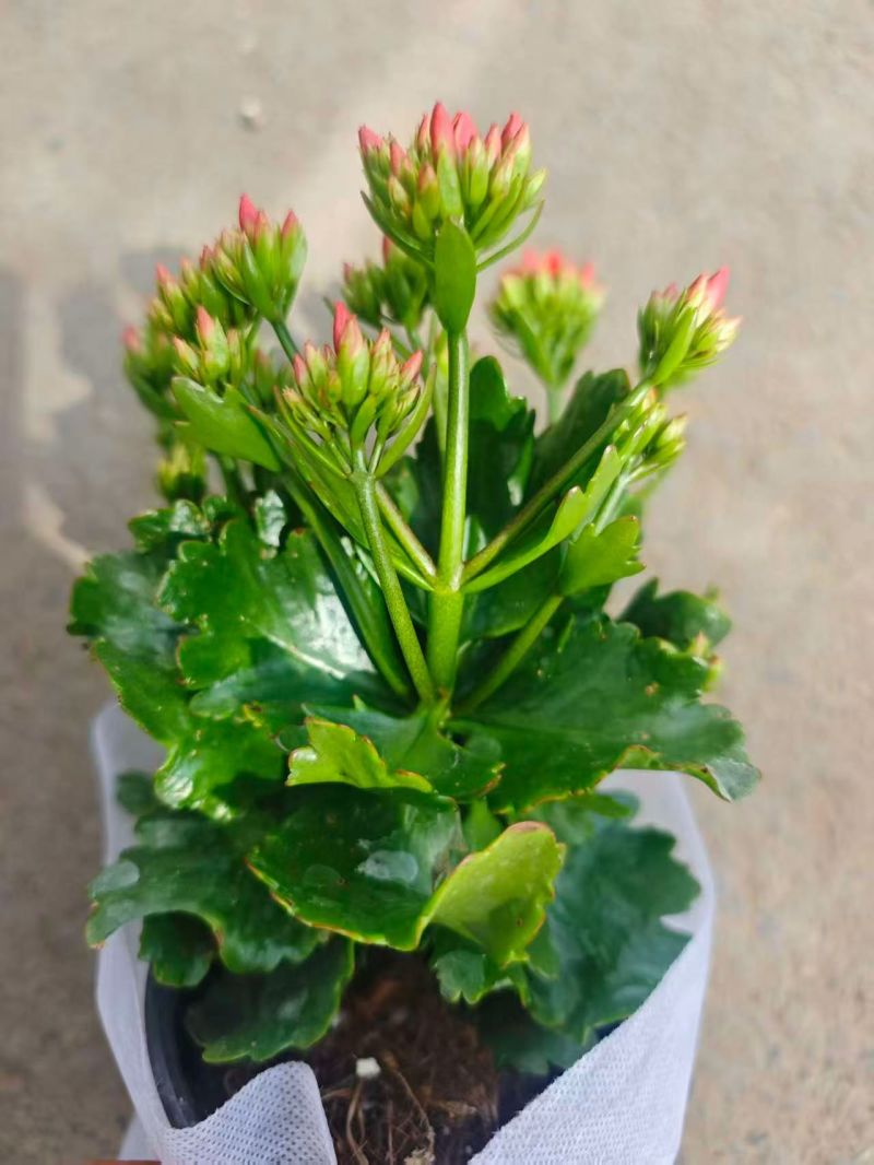 新开棚长寿花，彩虹糖，方迪娜，奶油玫瑰，莱瑞