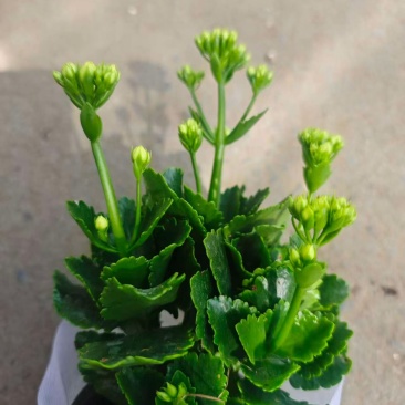 长寿花，新开棚