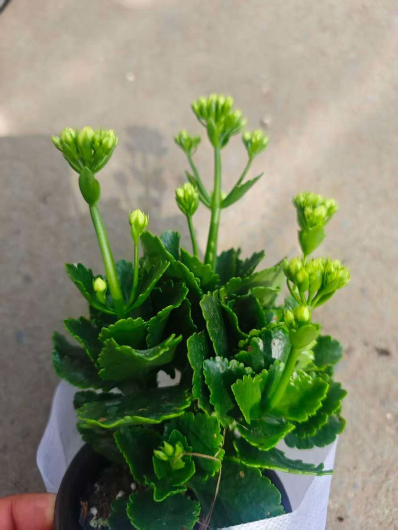 长寿花，新开棚