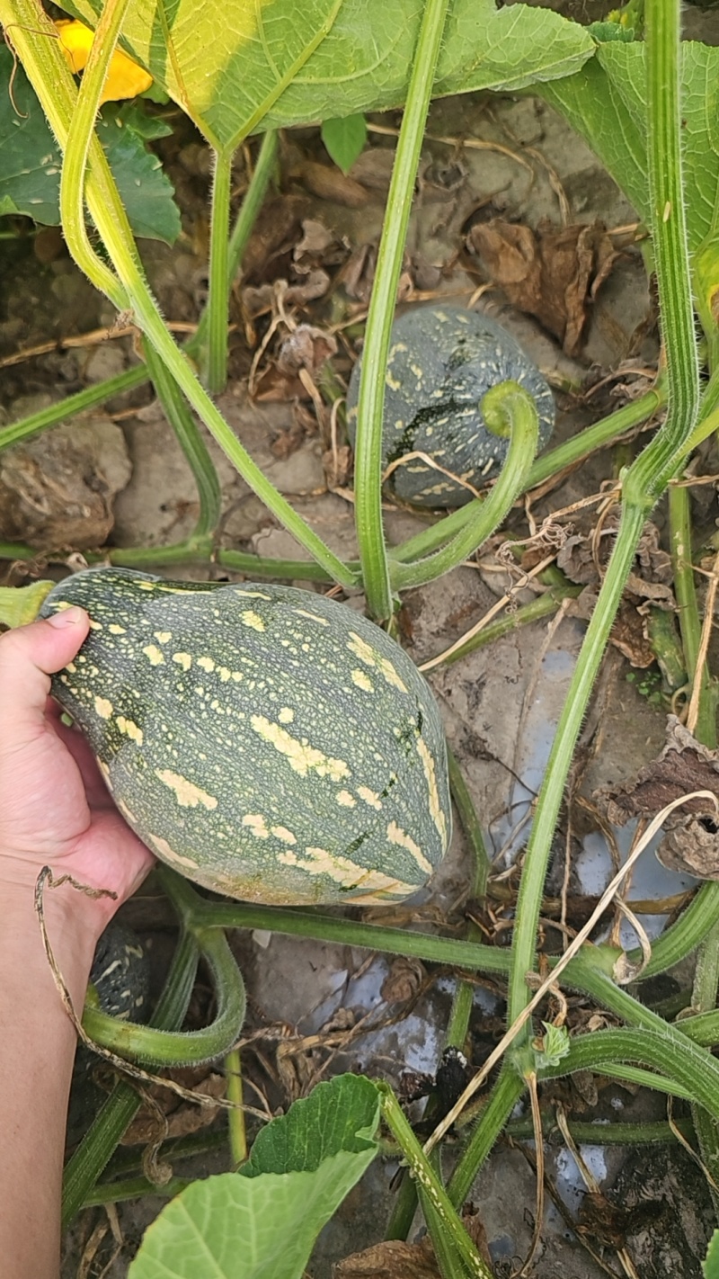 香芋南瓜