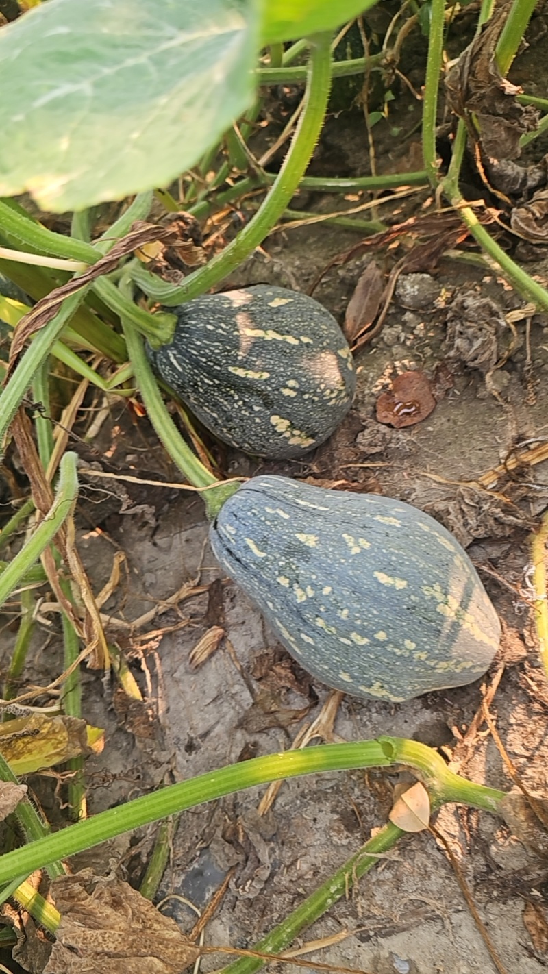香芋南瓜
