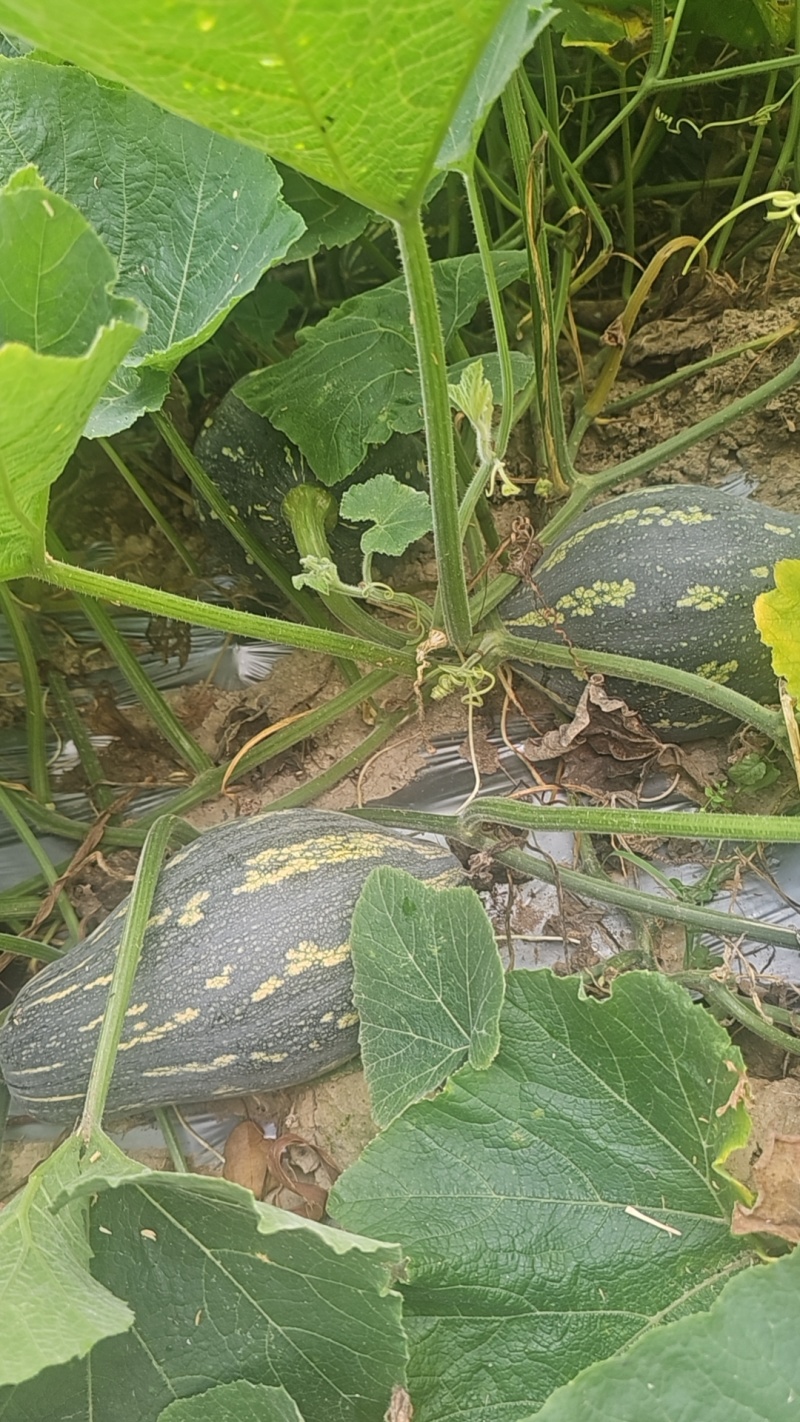 香芋南瓜