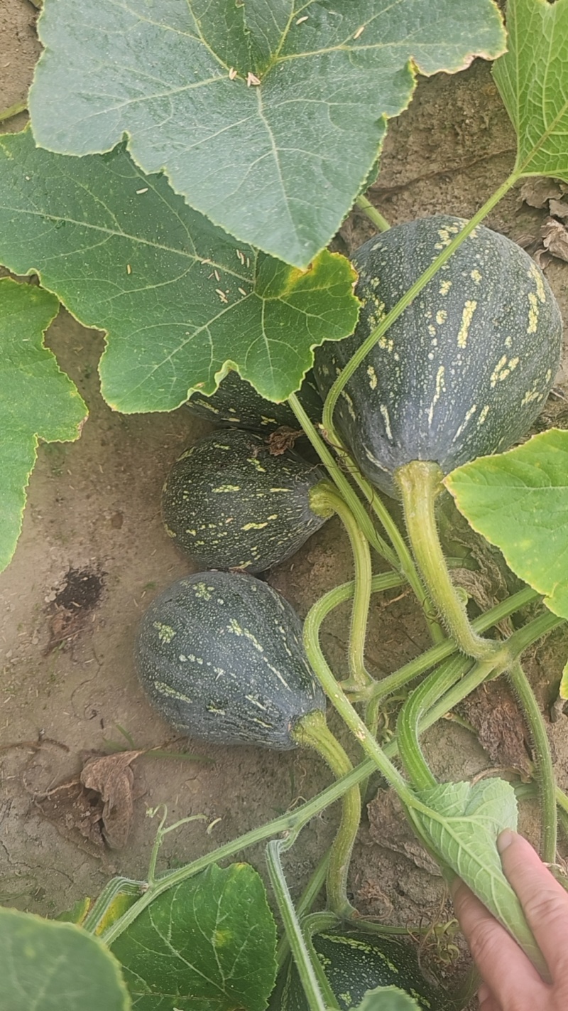 香芋南瓜