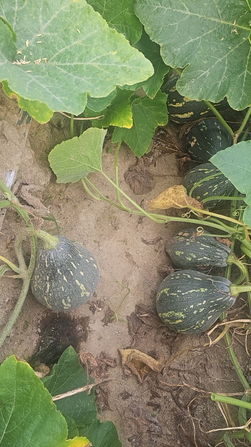 香芋南瓜