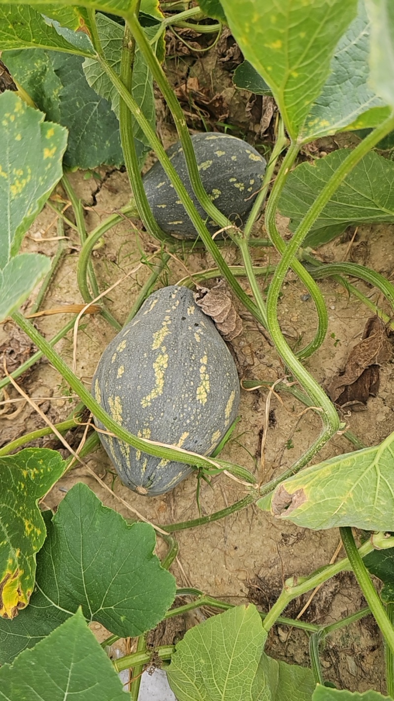 香芋南瓜