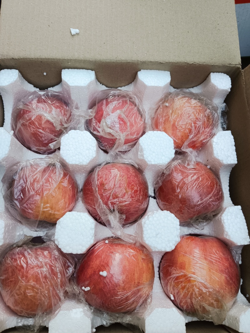 晋南，山西运城纸加膜红富士