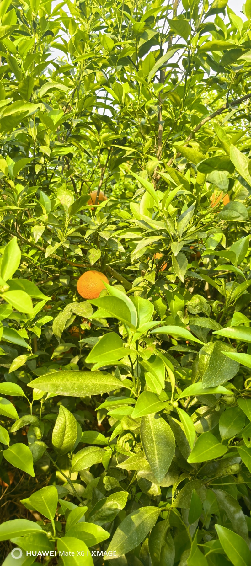 广西大果沃柑非常甜