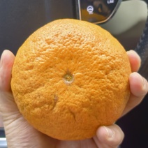 广西大果沃柑非常甜
