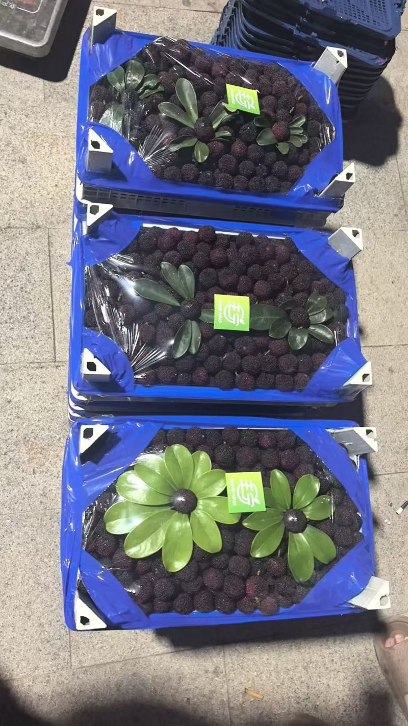 漳州杨梅
