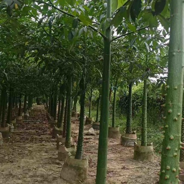 美丽木棉2-20分，基地直销，价钱优惠，大量现货，欢迎订购