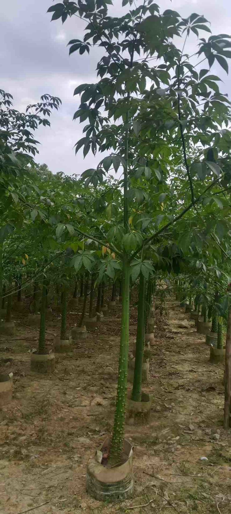 美丽木棉2-20分，基地直销，价钱优惠，大量现货，欢迎订购