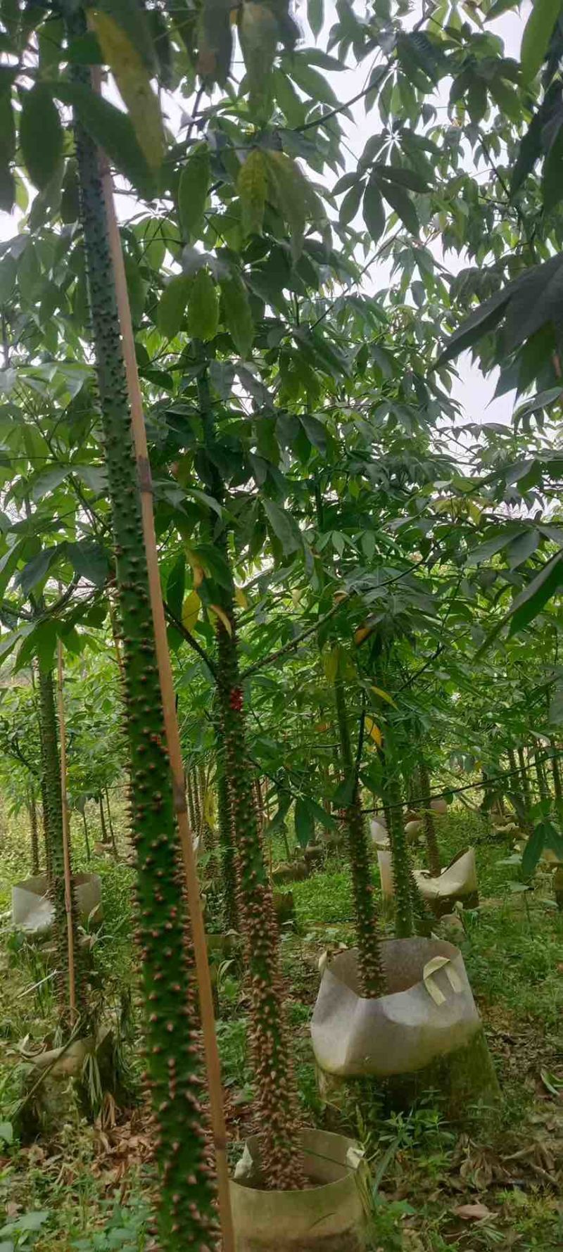 美丽木棉2-20分，基地直销，价钱优惠，大量现货，欢迎订购