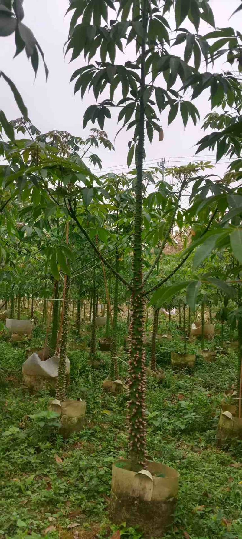 美丽木棉2-20分，基地直销，价钱优惠，大量现货，欢迎订购