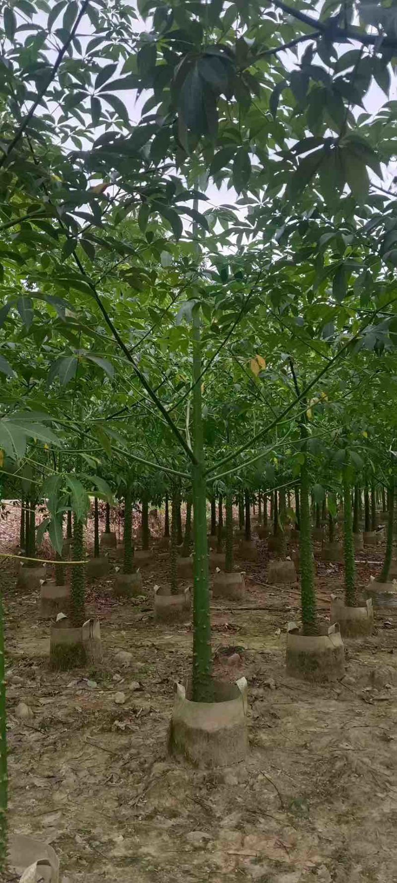 美丽木棉2-20分，基地直销，价钱优惠，大量现货，欢迎订购