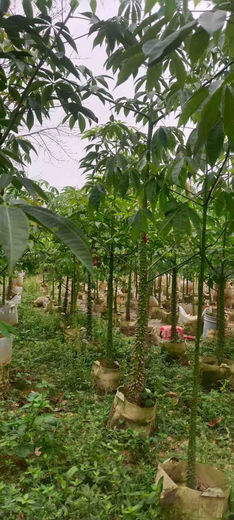 美丽木棉2-20分，基地直销，价钱优惠，大量现货，欢迎订购