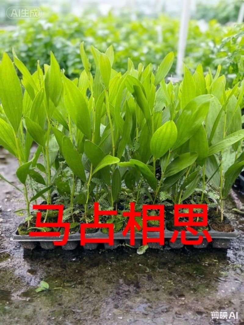 马占相思大叶马大正宗