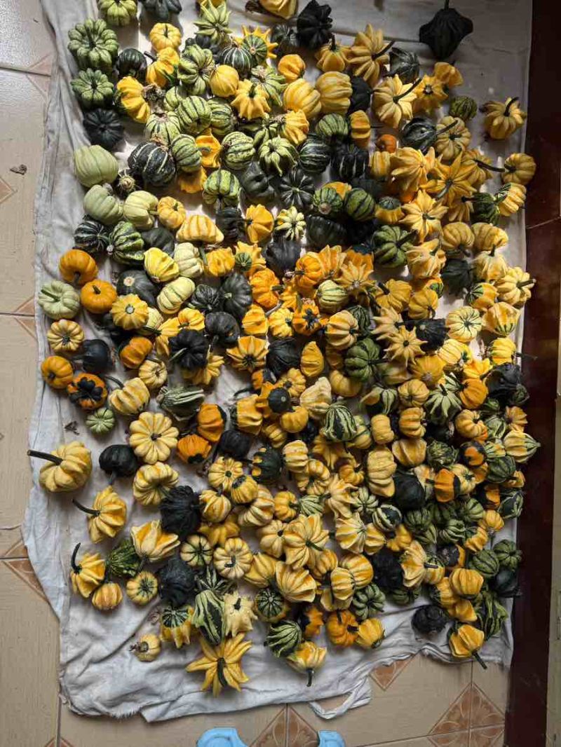 最新下架墨西哥葫芦，模具葫芦
