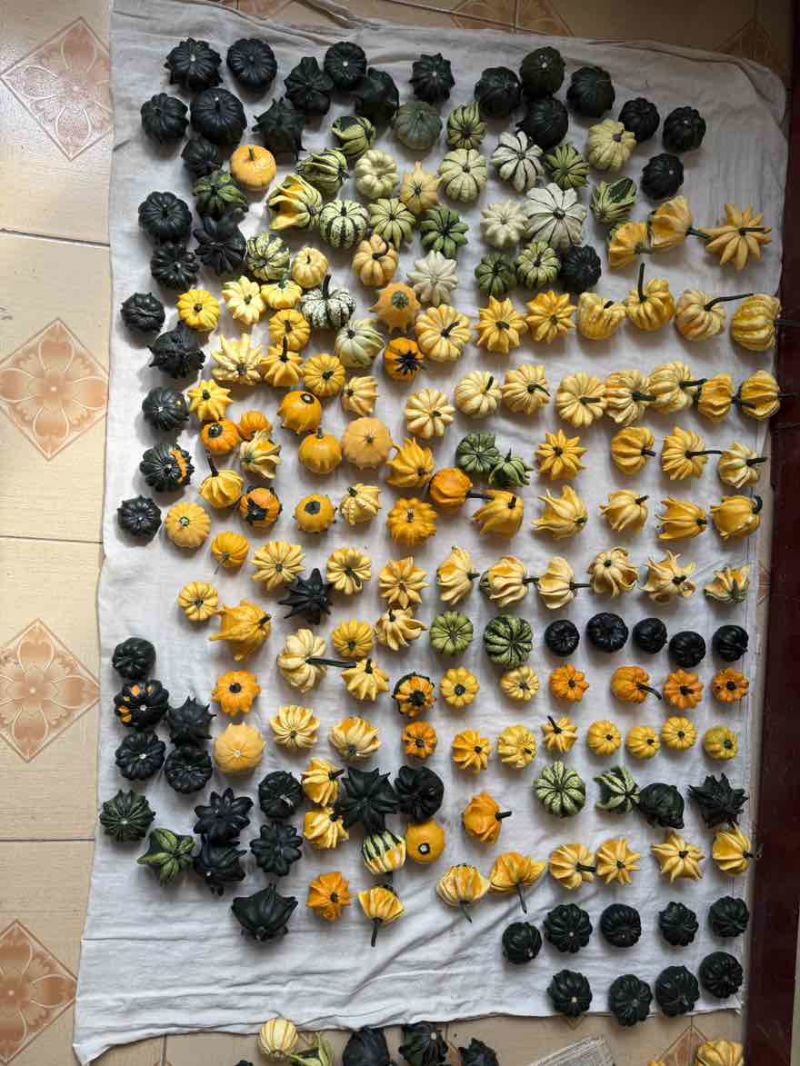 最新下架墨西哥葫芦，模具葫芦