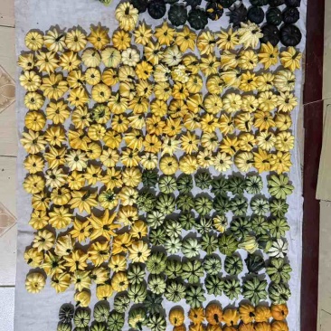 最新下架墨西哥葫芦，模具葫芦