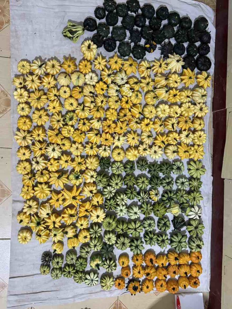 最新下架墨西哥葫芦，模具葫芦