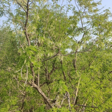 洋槐花