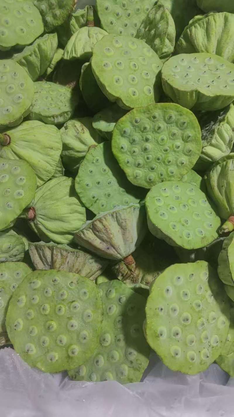 海南今年新出新鲜水果嫩莲蓬，基地直供全国各地