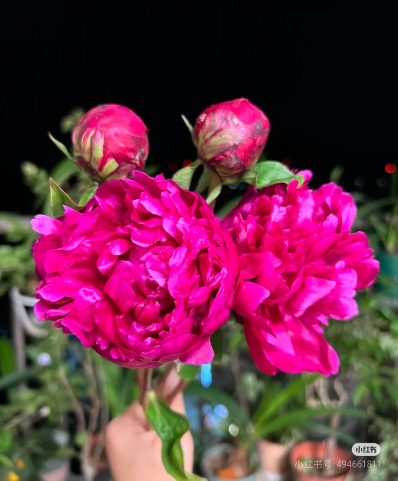 山东菏泽芍药