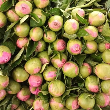 山东菏泽芍药