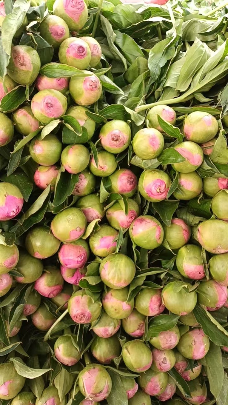 山东菏泽芍药