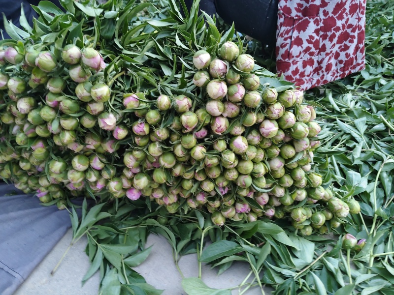 山东菏泽芍药